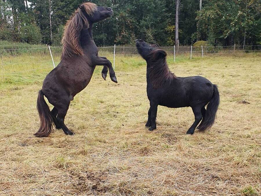 Två hästar på en åker med ett staket och träd i bakgrunden.