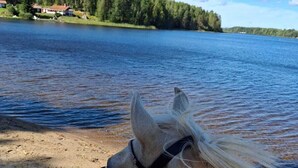 A horse with a halter near a lake with a forest in the background. - Myskje Gård Äventyr (Soderala)
