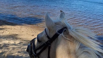 Paseos a caballo