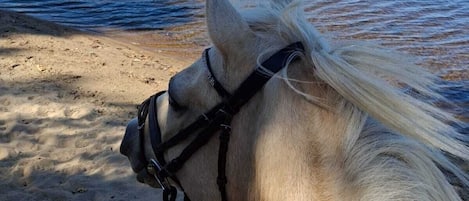 Escursioni a cavallo