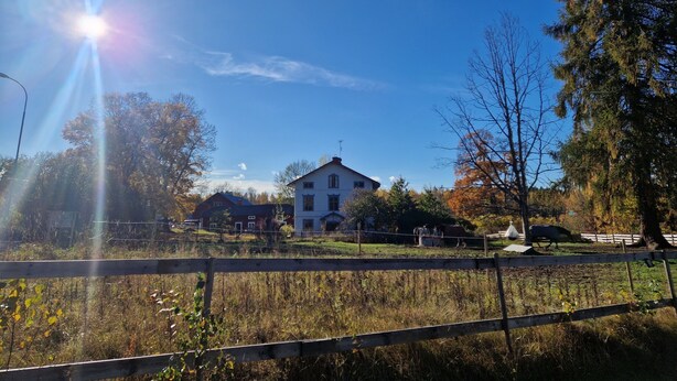 A house with a large front yard, a fence, and trees.