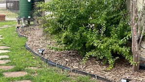 A garden area with a stone pathway, mulch, and a green container in the background. - Secluded Guest House in beautiful setting (Austin)
