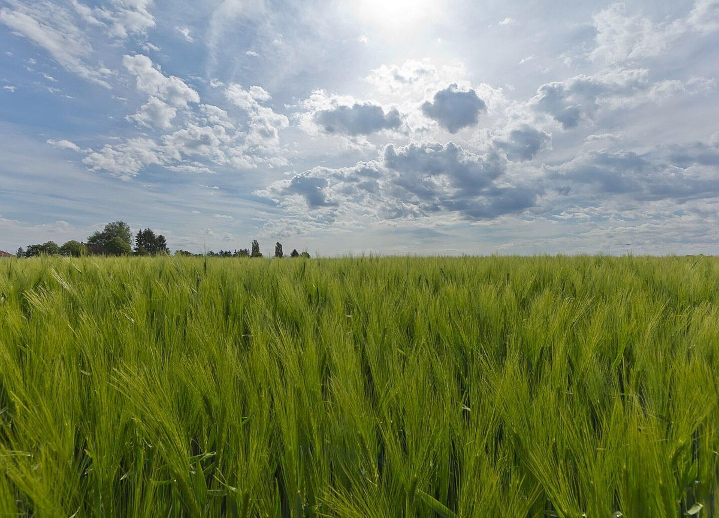Un campo de cultivos verdes bajo un cielo parcialmente nublado.