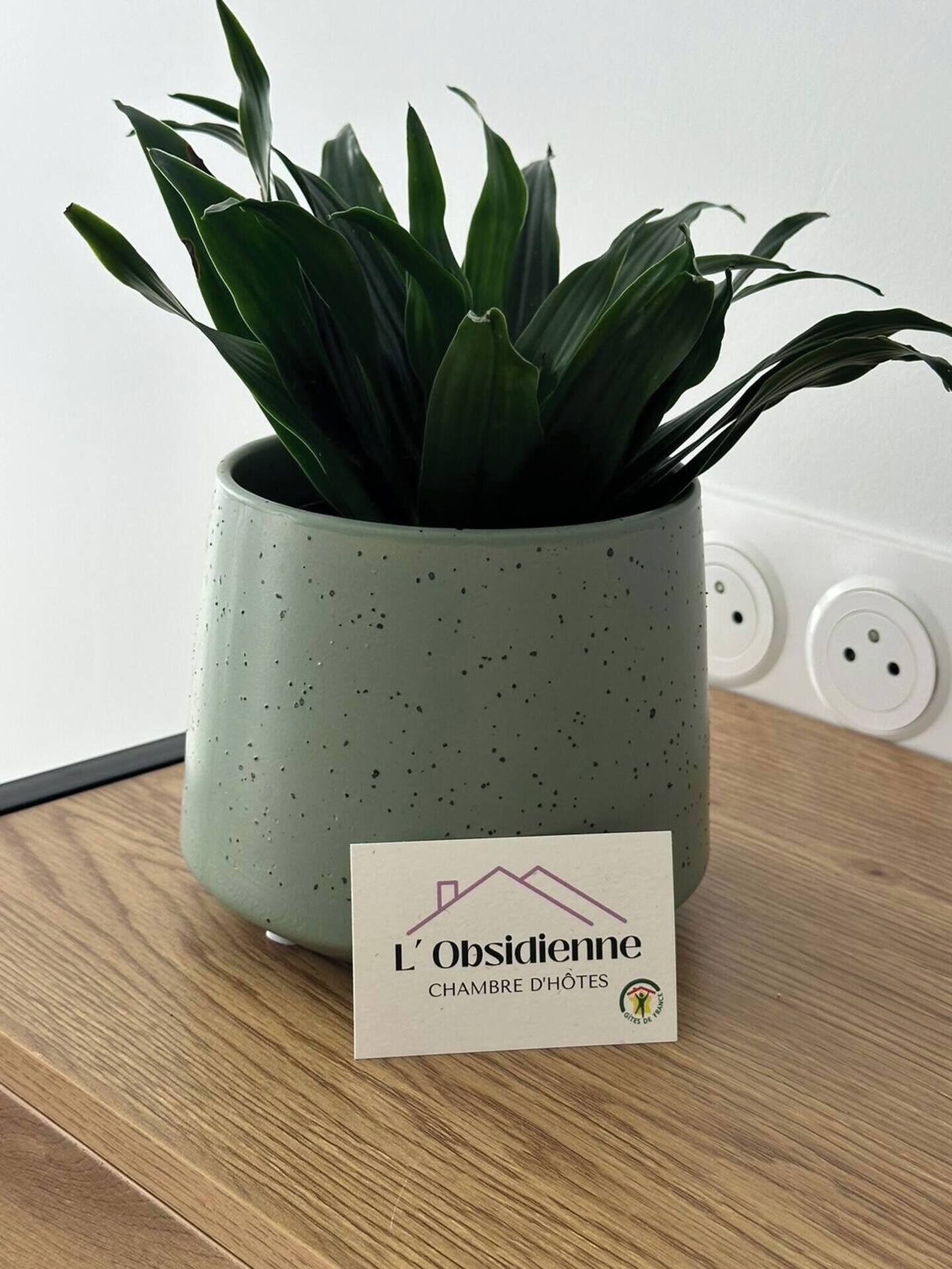 A potted plant in a speckled ceramic pot on a wooden surface with a sign reading "L'obsidienne CHAMBRE D'HÔTES" and a logo.