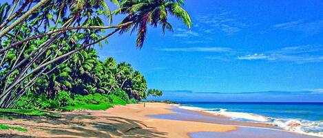 Una playa con palmeras y un cielo azul despejado.