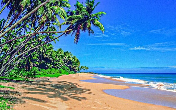 A beach with palm trees and a clear blue sky. - Oasis Ayurveda resort (Kalutara)