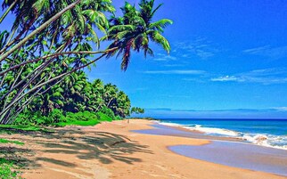 A beach with palm trees and a clear blue sky.