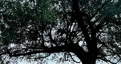 Shady Oak Cozy Getaway - Lake Charles, LA