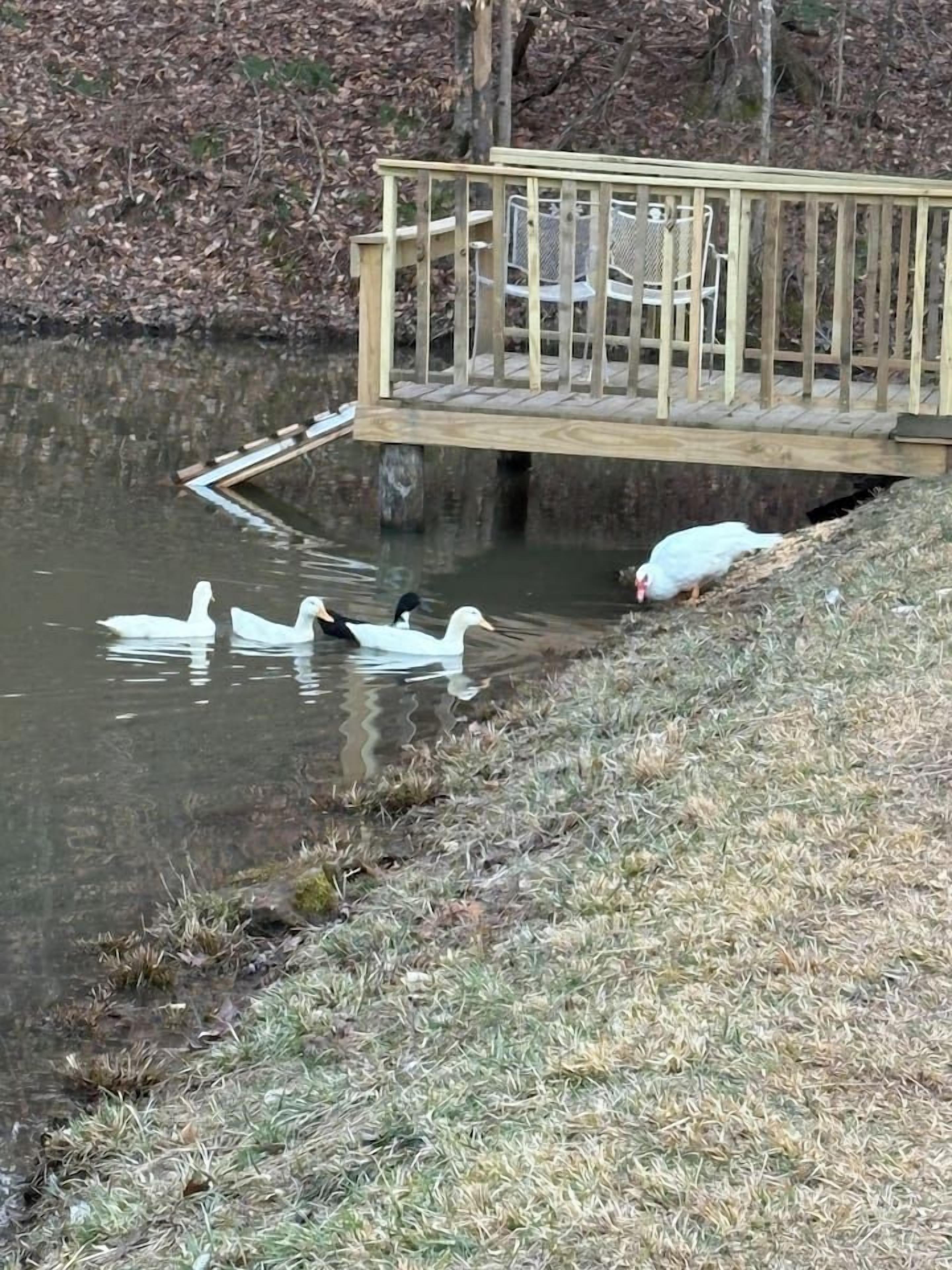 A wooden bridge over a body of water with ducks swimming.