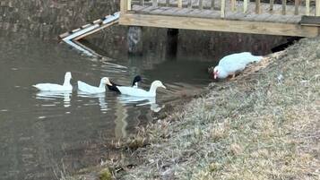 A wooden bridge over a body of water with ducks swimming.
