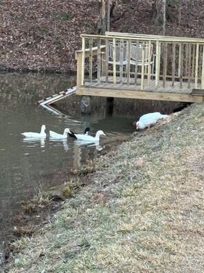 A wooden bridge over a body of water with ducks swimming. - The Pond House-Hilltop Views-Private Pond Near RRG (Lee County)