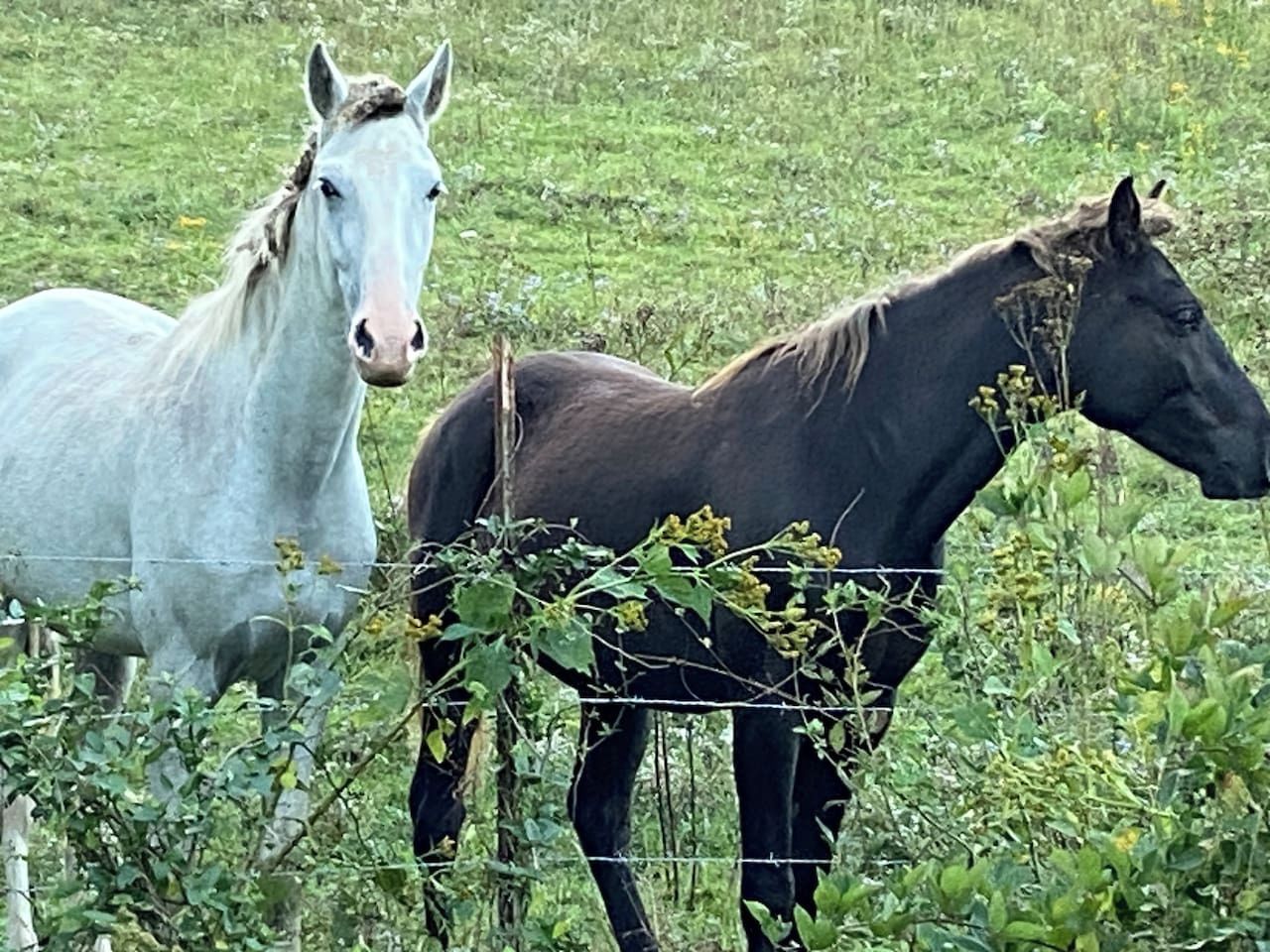 Dos caballos en un campo con césped y una valla al frente.