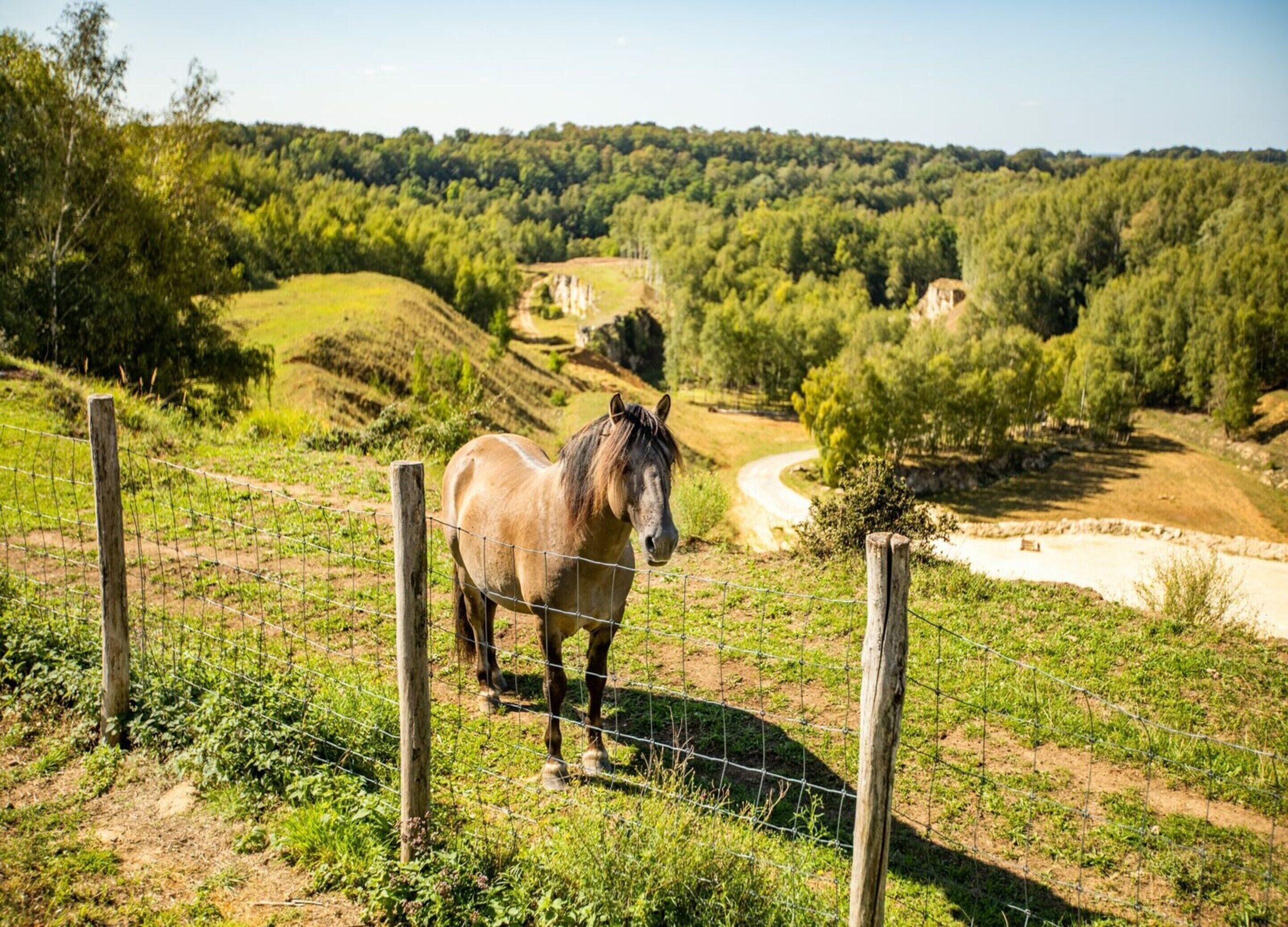 A horse standing behind a wire fence in a rural setting with a dirt path and forested hills in the background.