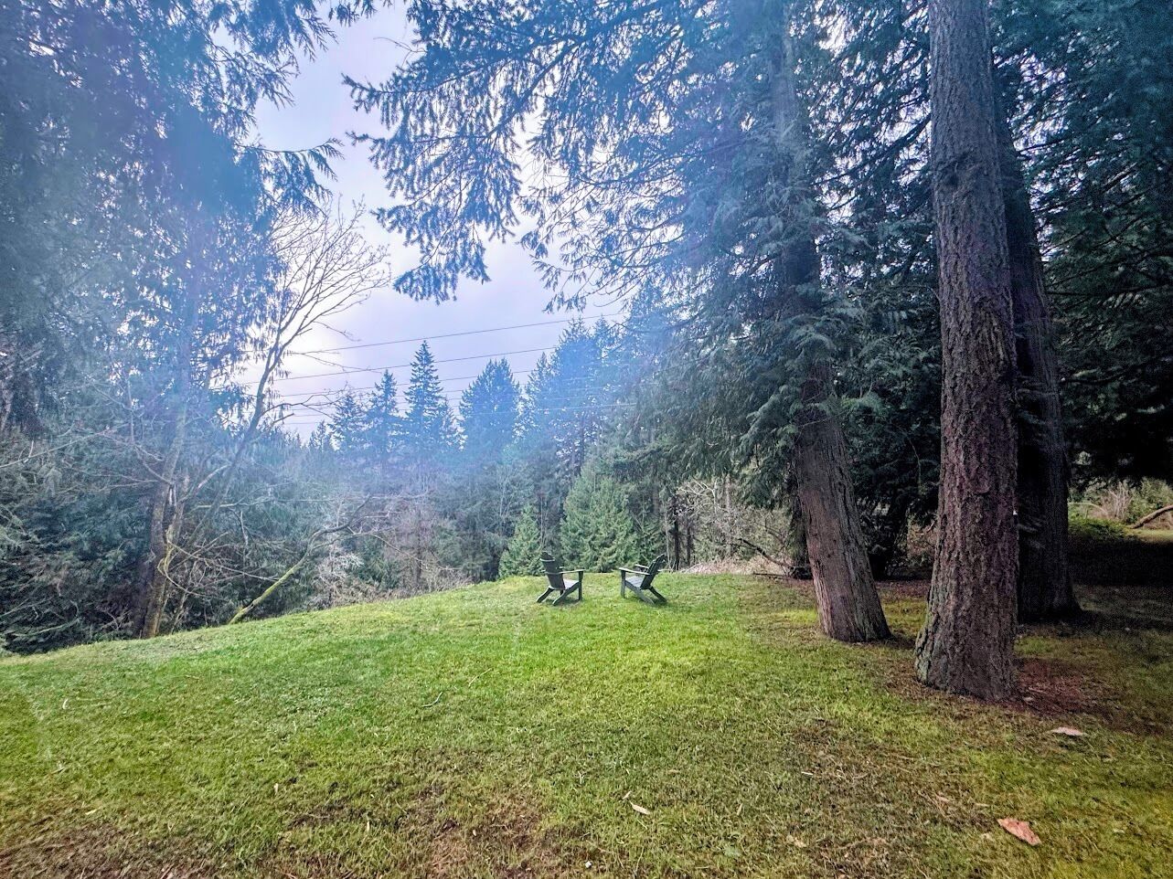 A grassy area with two chairs and a large tree in the foreground.