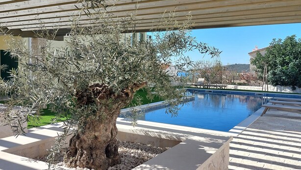 A pool area with a pergola overhead, a large olive tree, and a view of the surrounding landscape. - Vacation apartment Happy Olive in Sevid near Trogir Croatia (Sevid na moru)