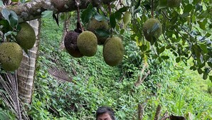 A person holding a durian fruit amidst lush greenery. - Private cabin with stunning views & home-cooked meals (Provincia de Puntarenas)
