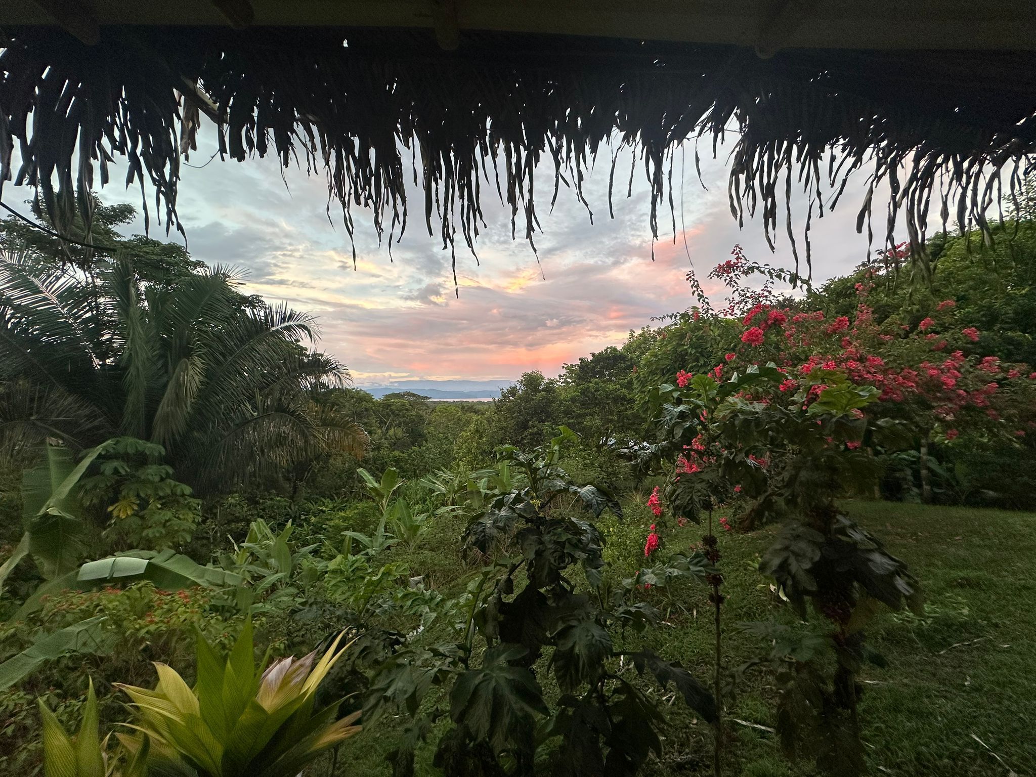 A garden with various plants and a view of the sky.