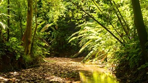 A narrow forest path with dense foliage and a small stream. - Private cabin with stunning views & home-cooked meals (Provincia de Puntarenas)