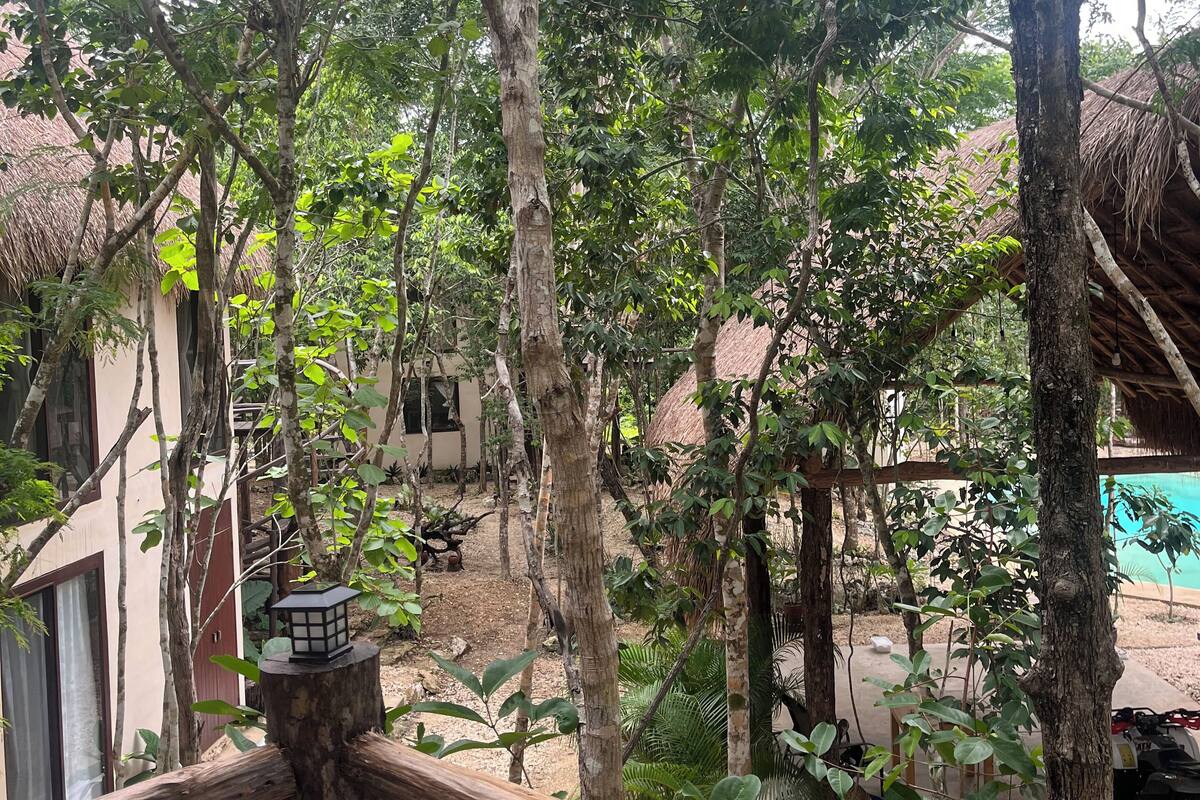 A rustic outdoor area with trees, a thatched-roof structure, and a wooden fence.