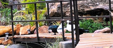 Jardin