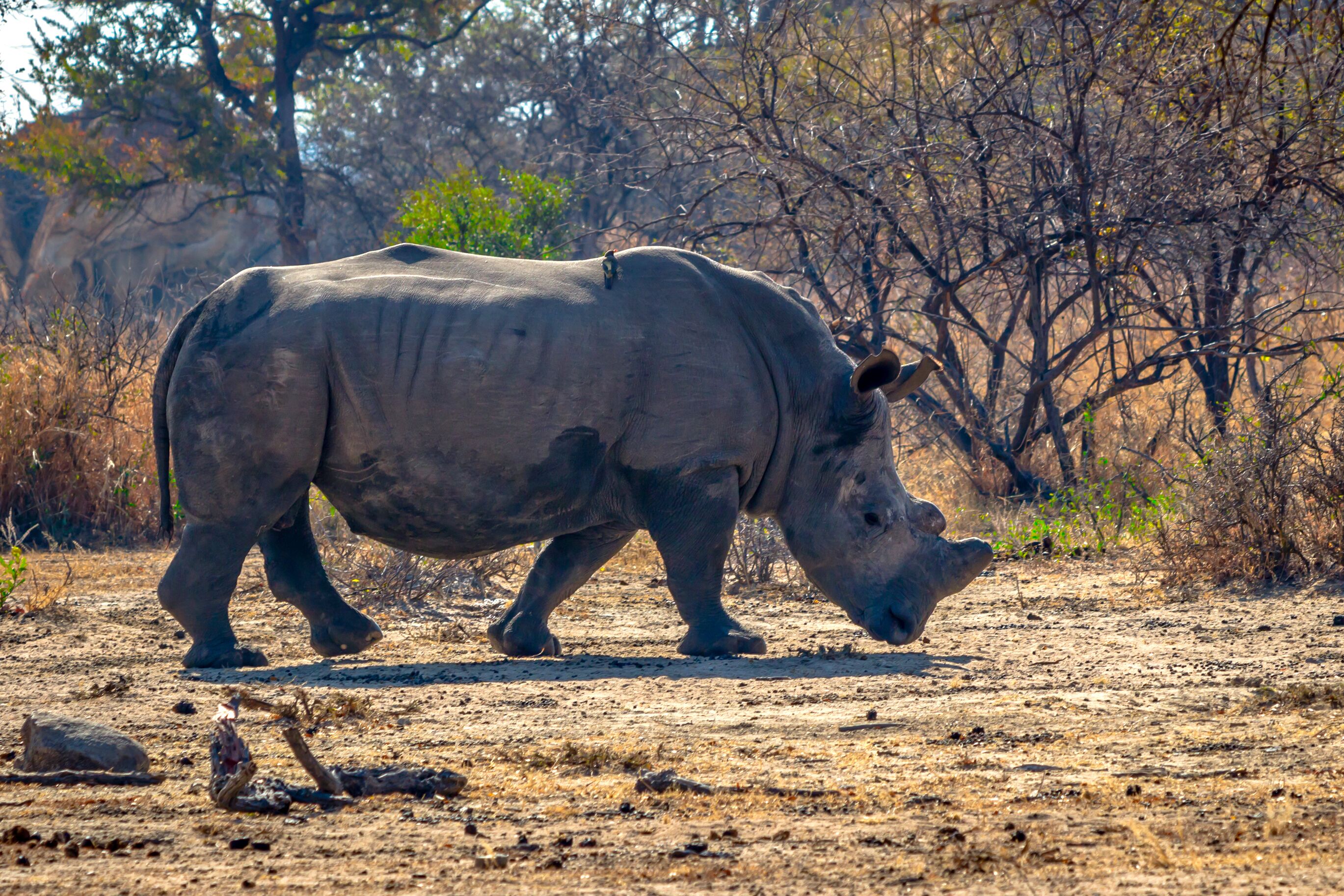 A rhinoceros walking on a dry, open landscape with sparse vegetation and trees in the background.
