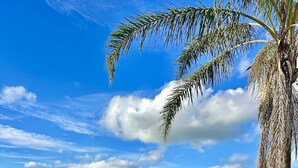 Een terras in de open lucht met een zwembad, omgeven door een gazon en palmbomen.