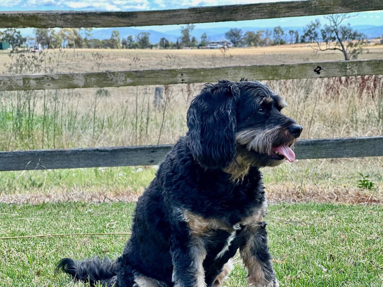 Ein Hund sitzt auf dem Gras, im Hintergrund ein Holzzaun.