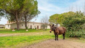 Un caballo parado en una zona cubierta de hierba, con árboles y un edificio al fondo.