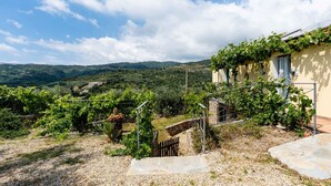 A vineyard with a stone pathway leading to a house with a yellow exterior and a vine-covered roof. - Olive Lodge by Interhome (Civezza)