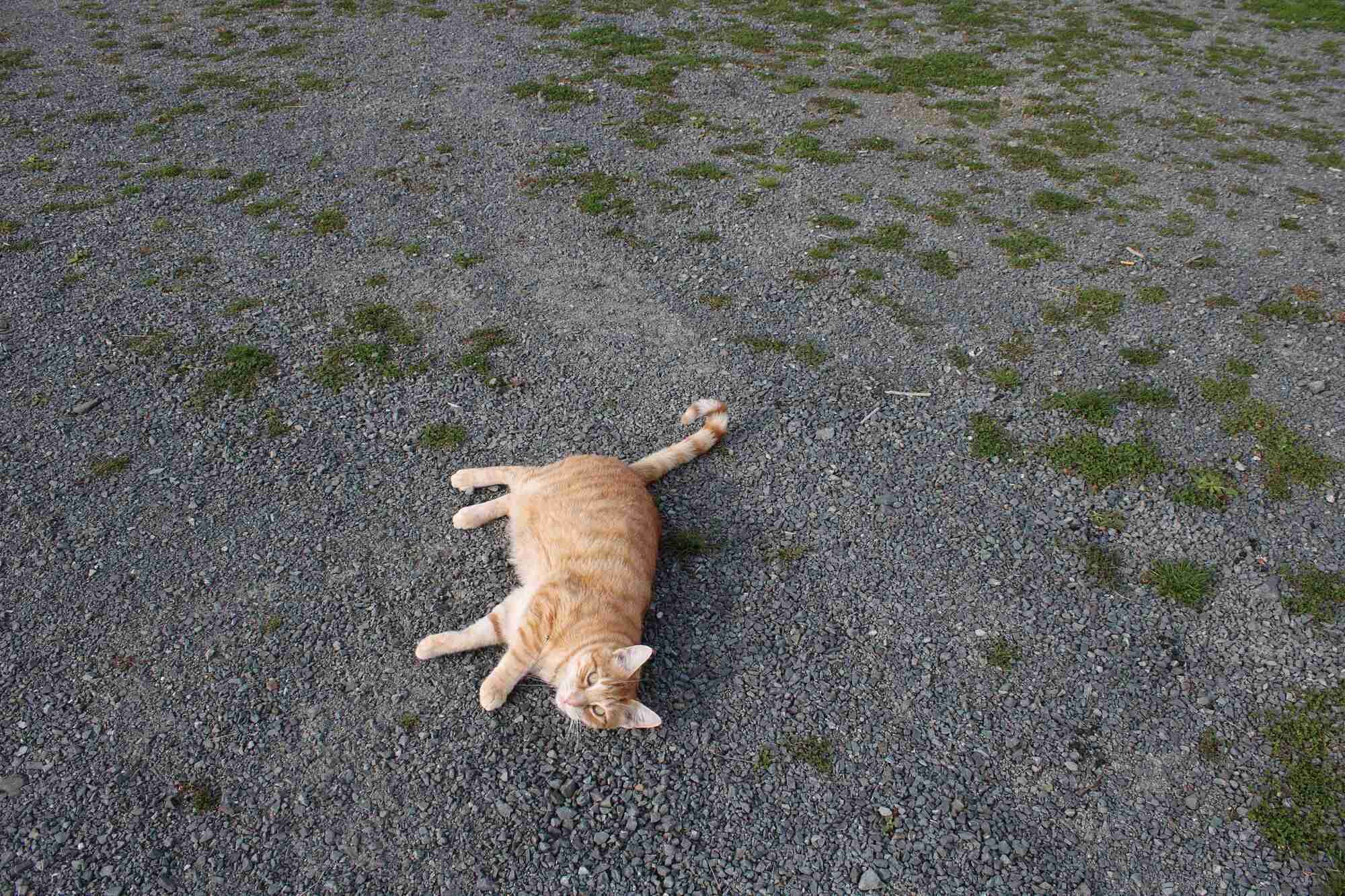 A cat lying on a gravel surface.
