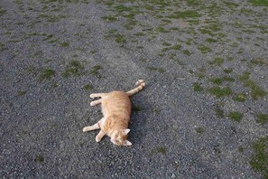 Animaux de compagnie acceptés