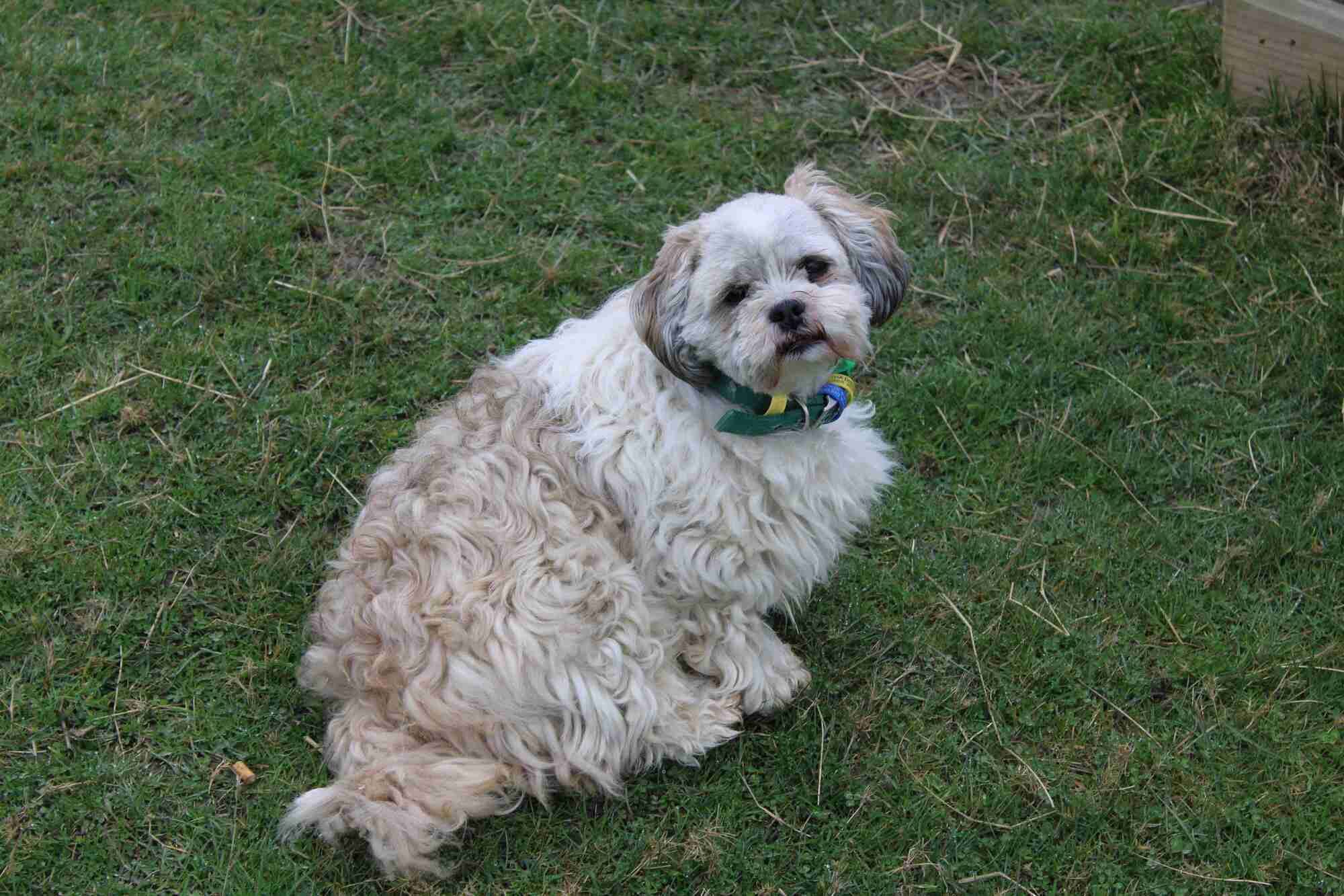 A dog sitting on grass.