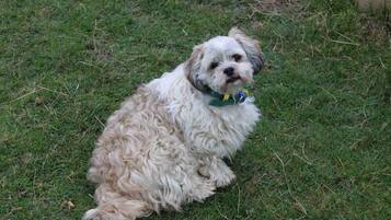 A dog sitting on grass.