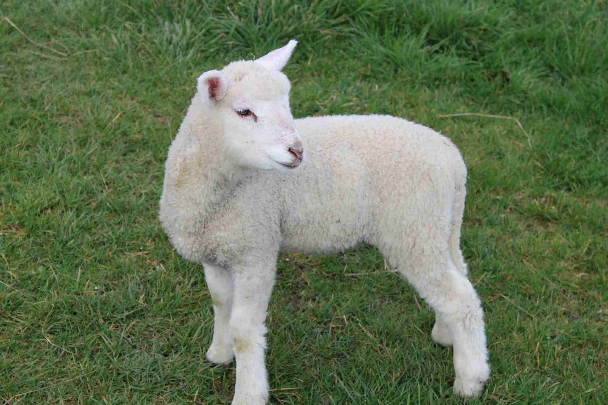 A lamb standing on grass.