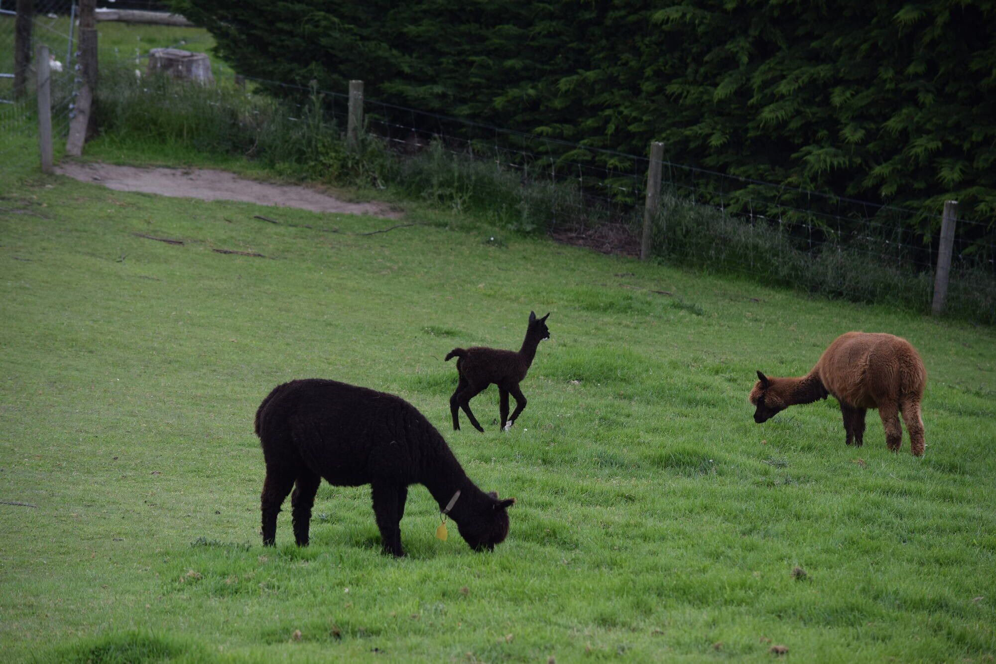 Een begroeiend veld met drie lama's die grazen.