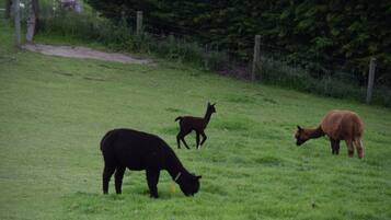 Een begroeiend veld met drie lama's die grazen.