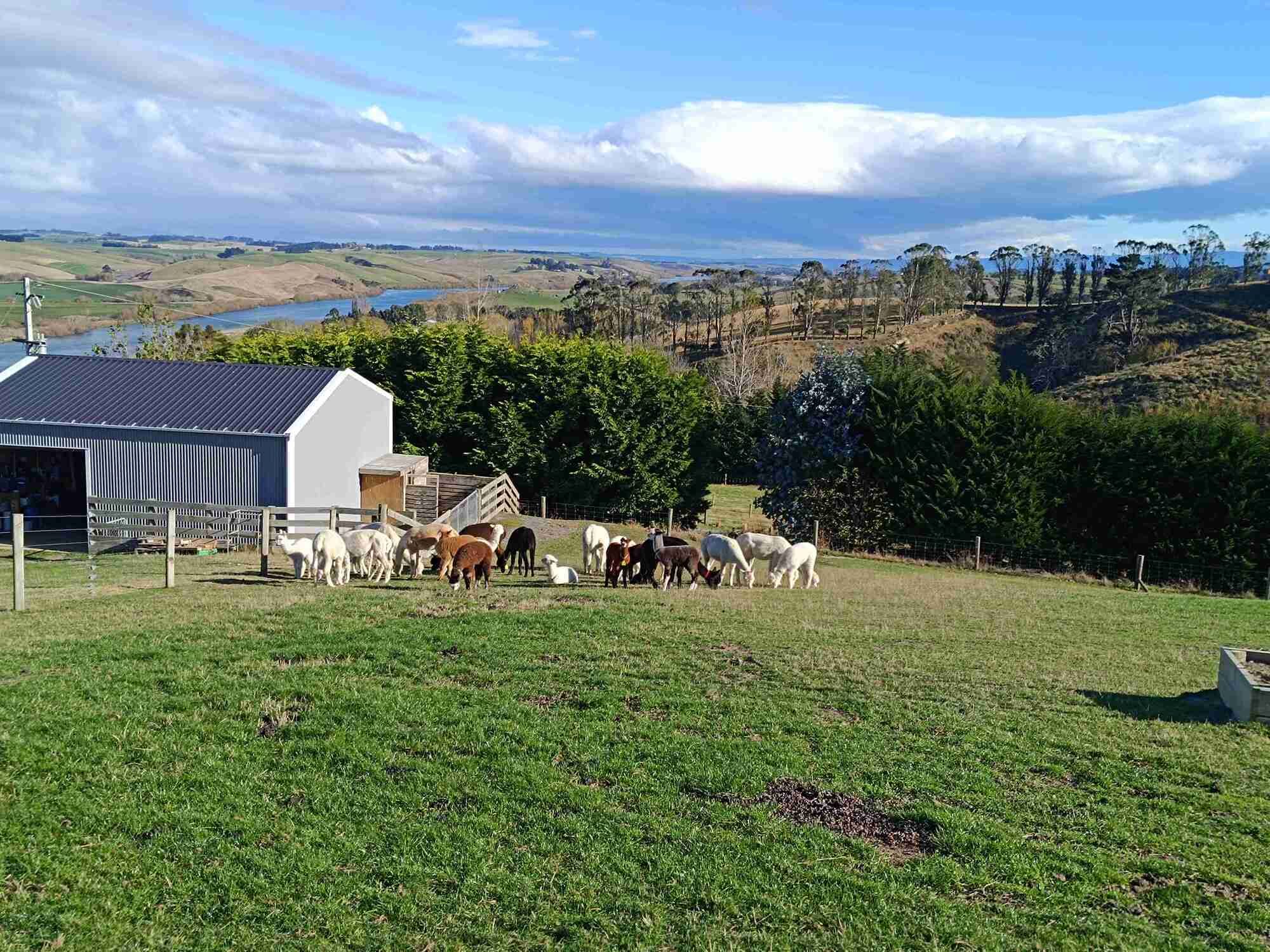 A farm with a white barn, a fenced area, and grazing sheep.