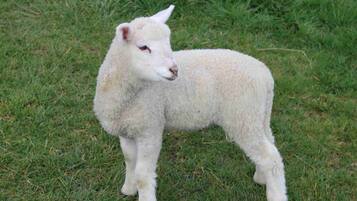 A lamb standing on grass.