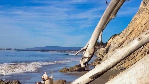 A beach with driftwood and rocks. - Soul & Sea #1 – East Beach Guesthouse (Santa Barbara)