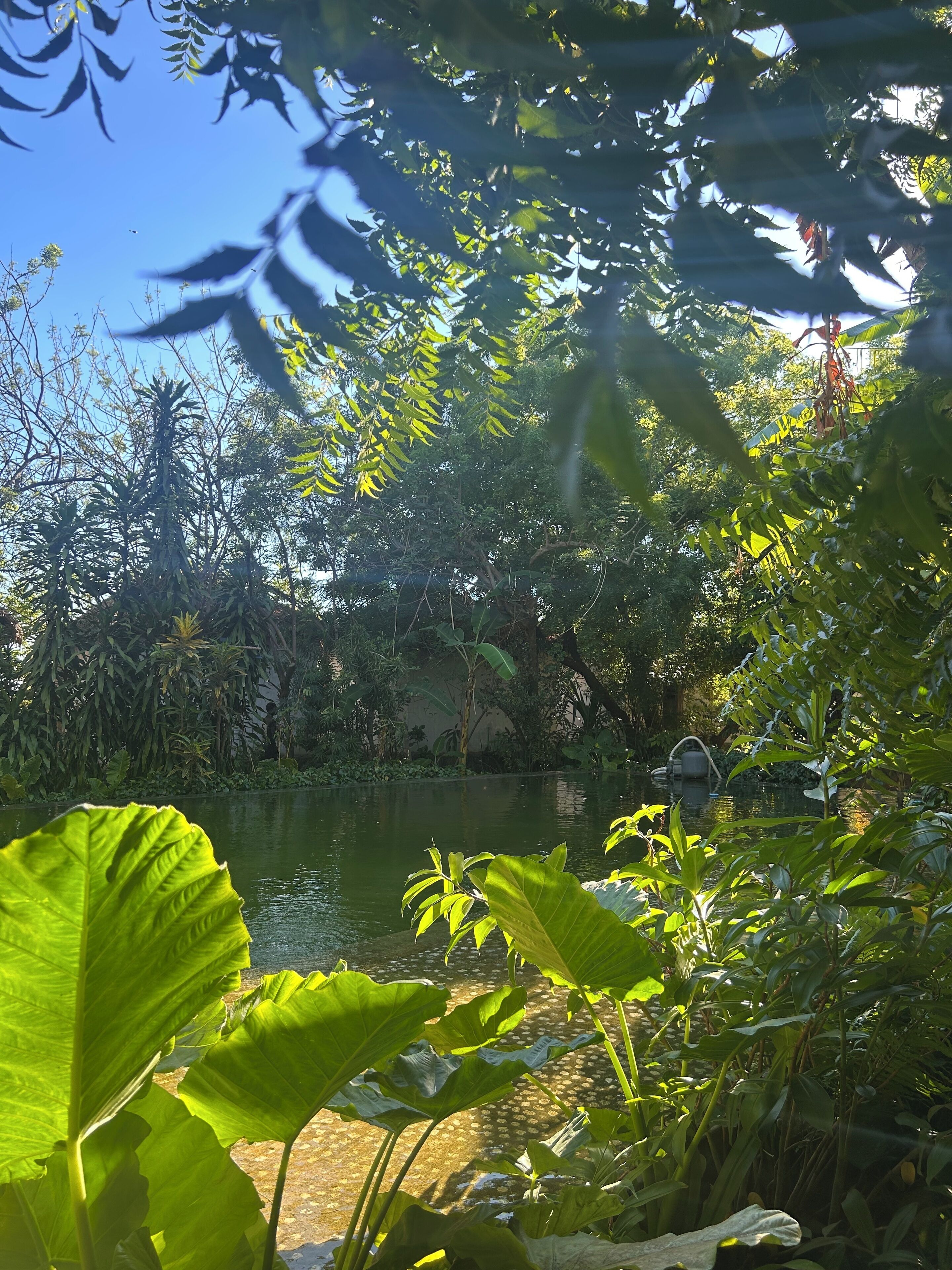 A serene garden with a pond, lush greenery, and a clear blue sky.