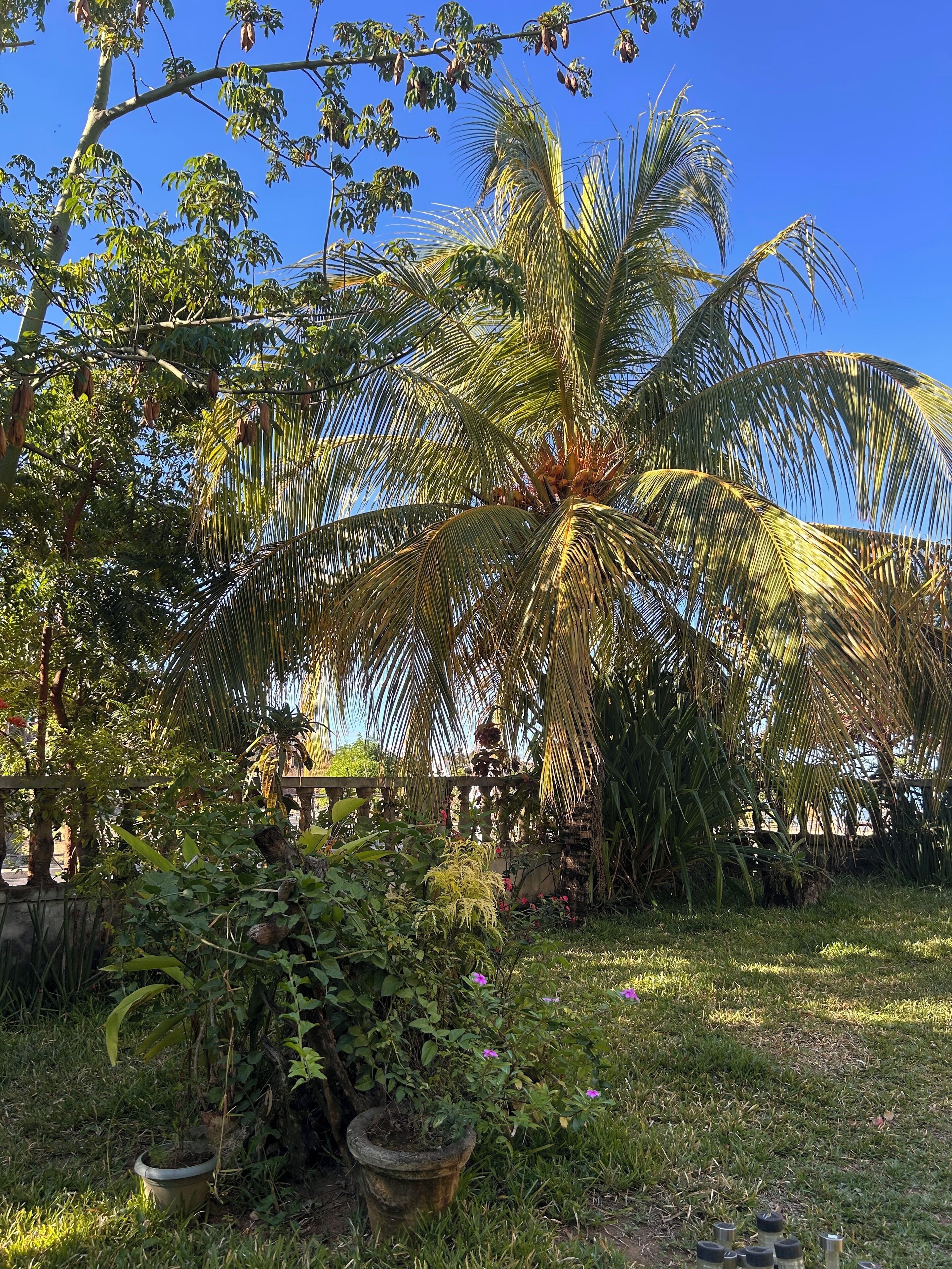 A garden with a palm tree, potted plants, and a stone wall.
