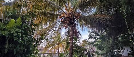 Um jardim exuberante com uma palmeira destacada, um caminho e diversas outras plantas.