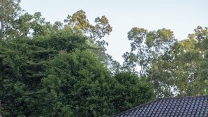 Pool - Pool, Tennis & Cinema! 7Beds Bali-Inspired Retreat (Chapel Hill)