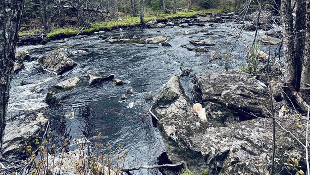 A rocky stream surrounded by trees.