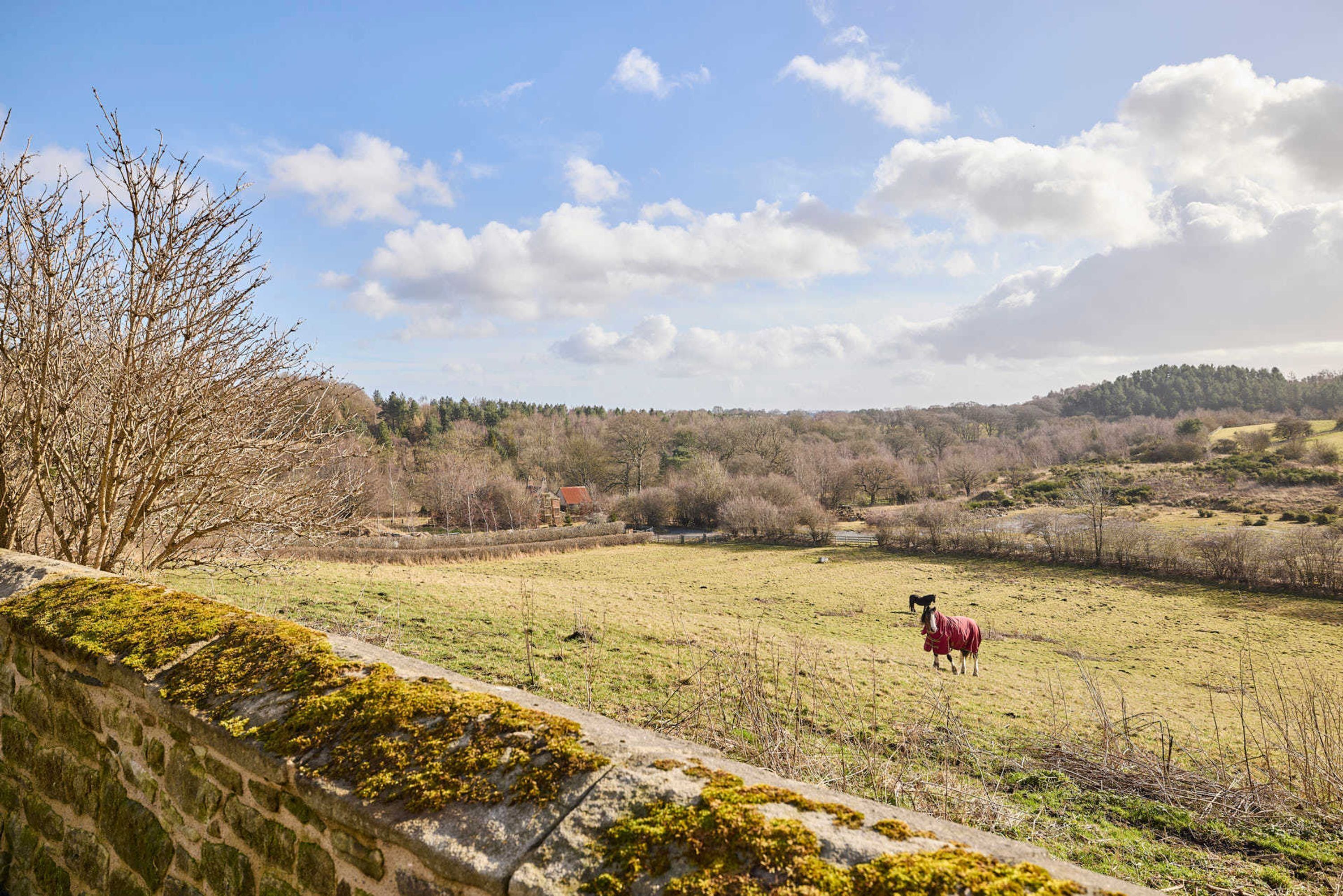 A stone wall with moss, a field with a single horse, and a distant hill with trees.