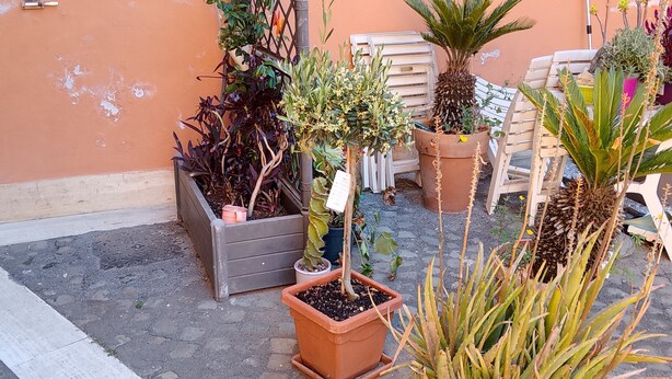 A courtyard with potted plants, a wooden bench, and a building with a window. - Cozy studio apartment with loft in San Lorenzo (Roma)