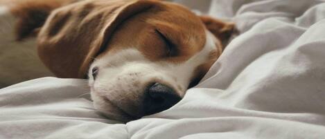 Un perro durmiendo en una cama con ropa de cama blanca.