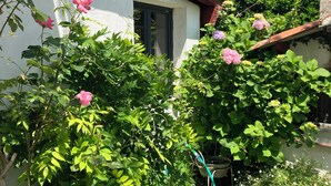 Ein Garten mit blühenden rosa Blumen und einem Gartenschlauch.