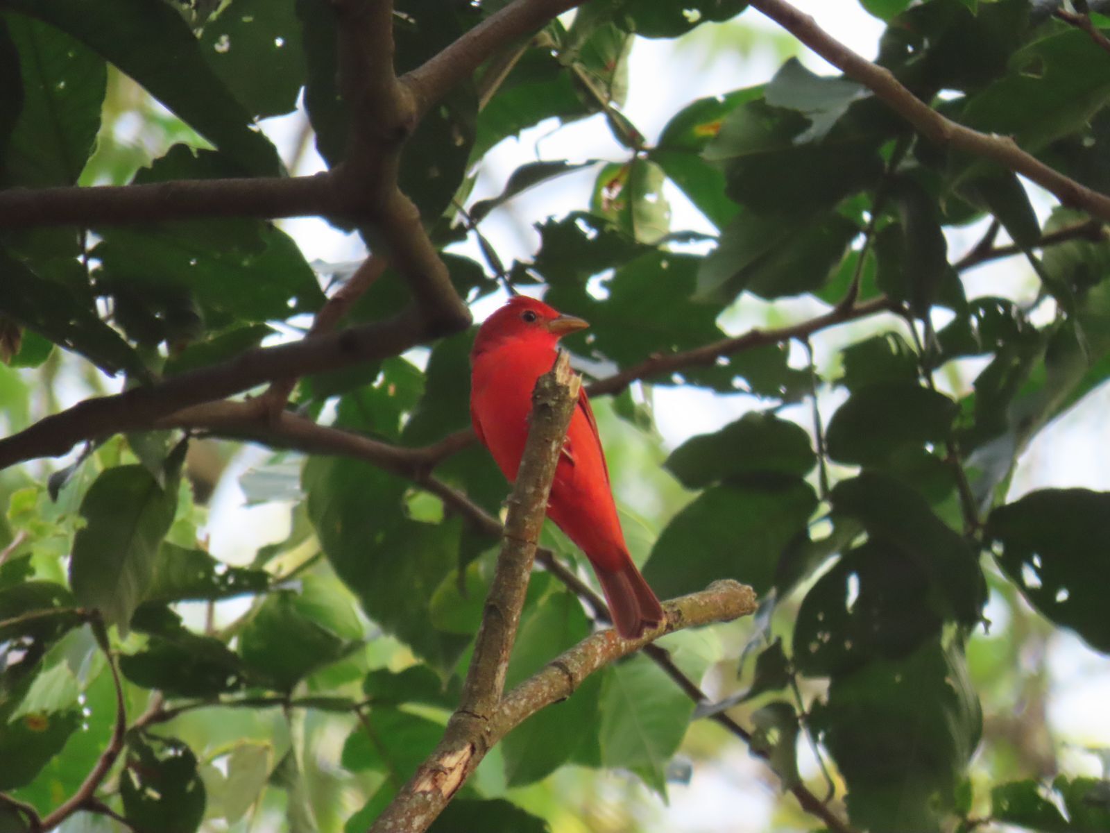 A red bird perched on a branch surrounded by green leaves.