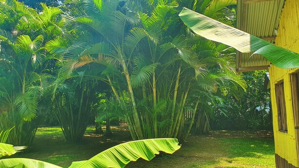 Een weelderige tuin met hoge palmstruiken en een geel gebouw met een raam.